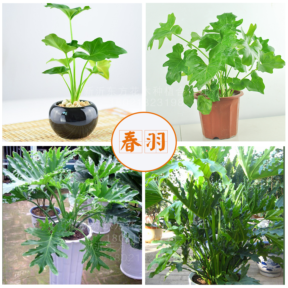 春雨植物怎么养（分享春雨绿植的养护小技巧）