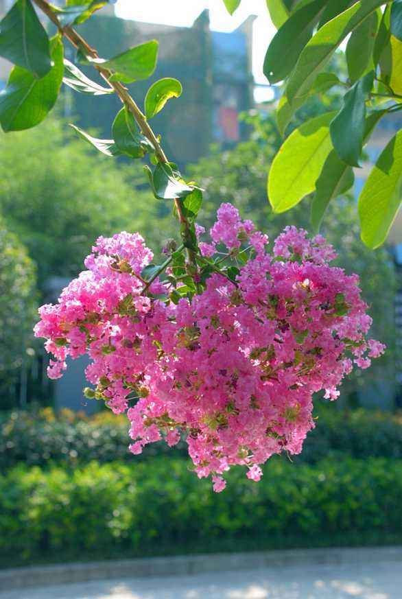 生命力顽强，开花成球的紫薇花，注意这2点，养护时很轻松