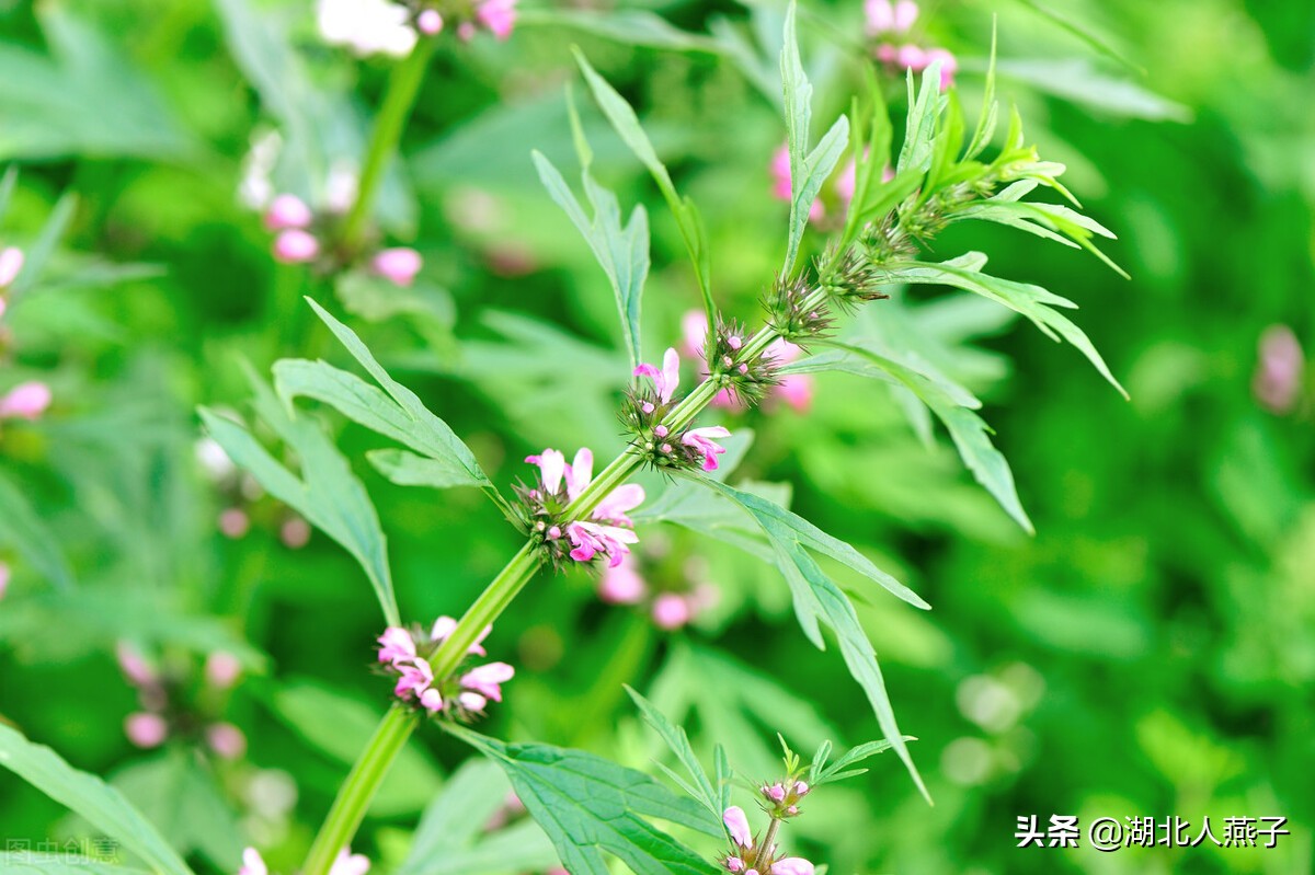 39种野菜图片，教你认识不同的野菜和吃法，你想要的野菜这里都有