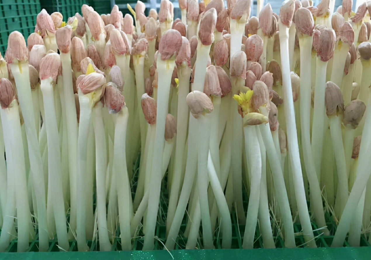 花生芽:生长不能见光,曾误认为不能吃,却被誉为"菜中珍品"