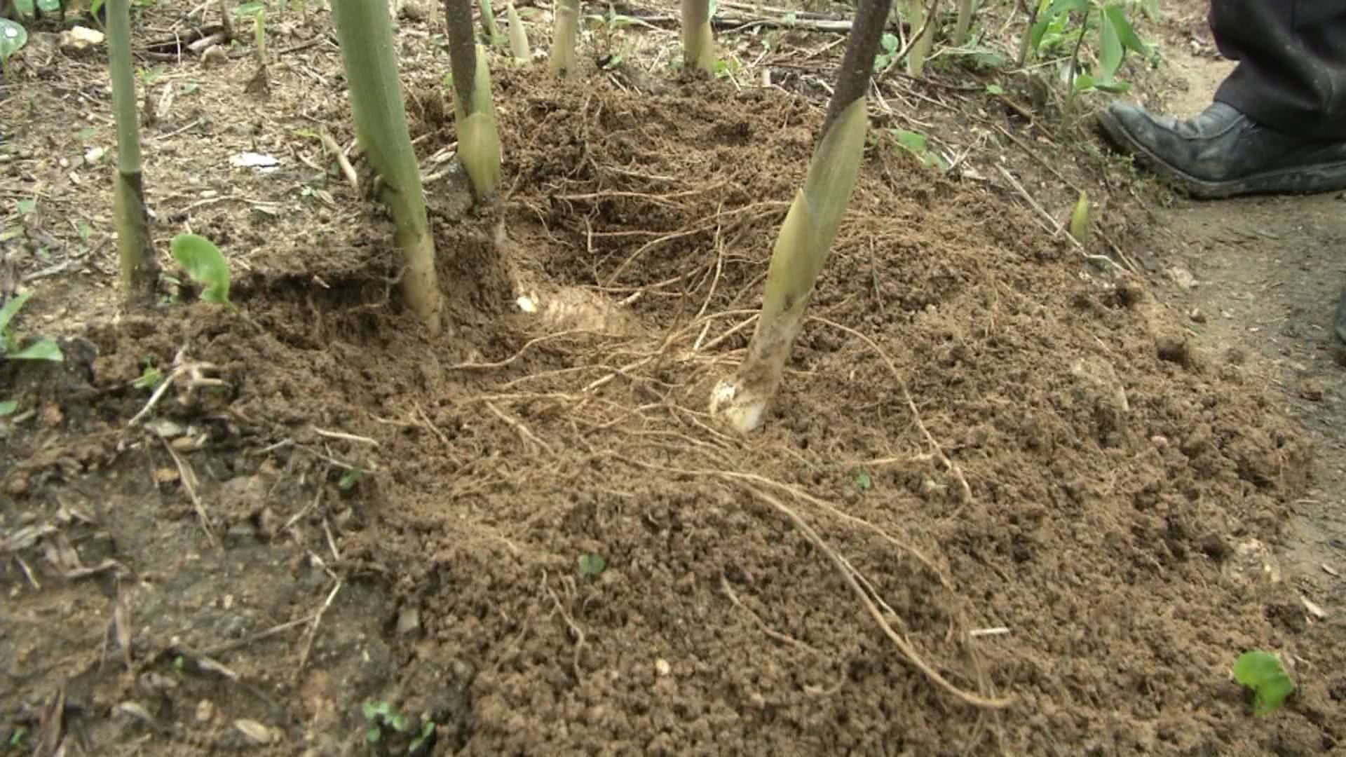 地里种“黄金”，乡亲还说自己是懒人，种下5年不咋管，一亩产值7万块！