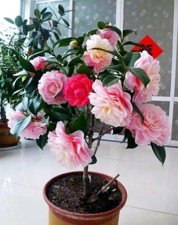 6种“喜冷花”，冬天也能开得“姹紫嫣红”，喜欢建议养一盆
