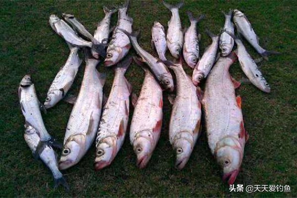 泥鳅打窝钓翘嘴的方法（三个要领教你泥鳅打窝钓翘嘴）