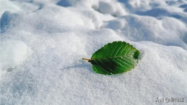 拍摄漂亮的“一叶知秋”，留下秋天的多姿多彩，摄影技巧学起来