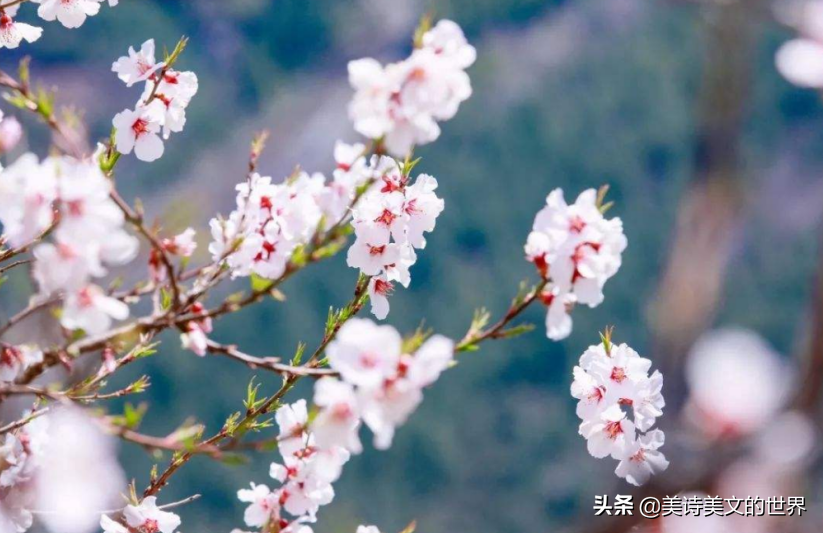 “沾衣欲湿杏花雨，吹面不寒杨柳风”何意？康震：很多人理解错了