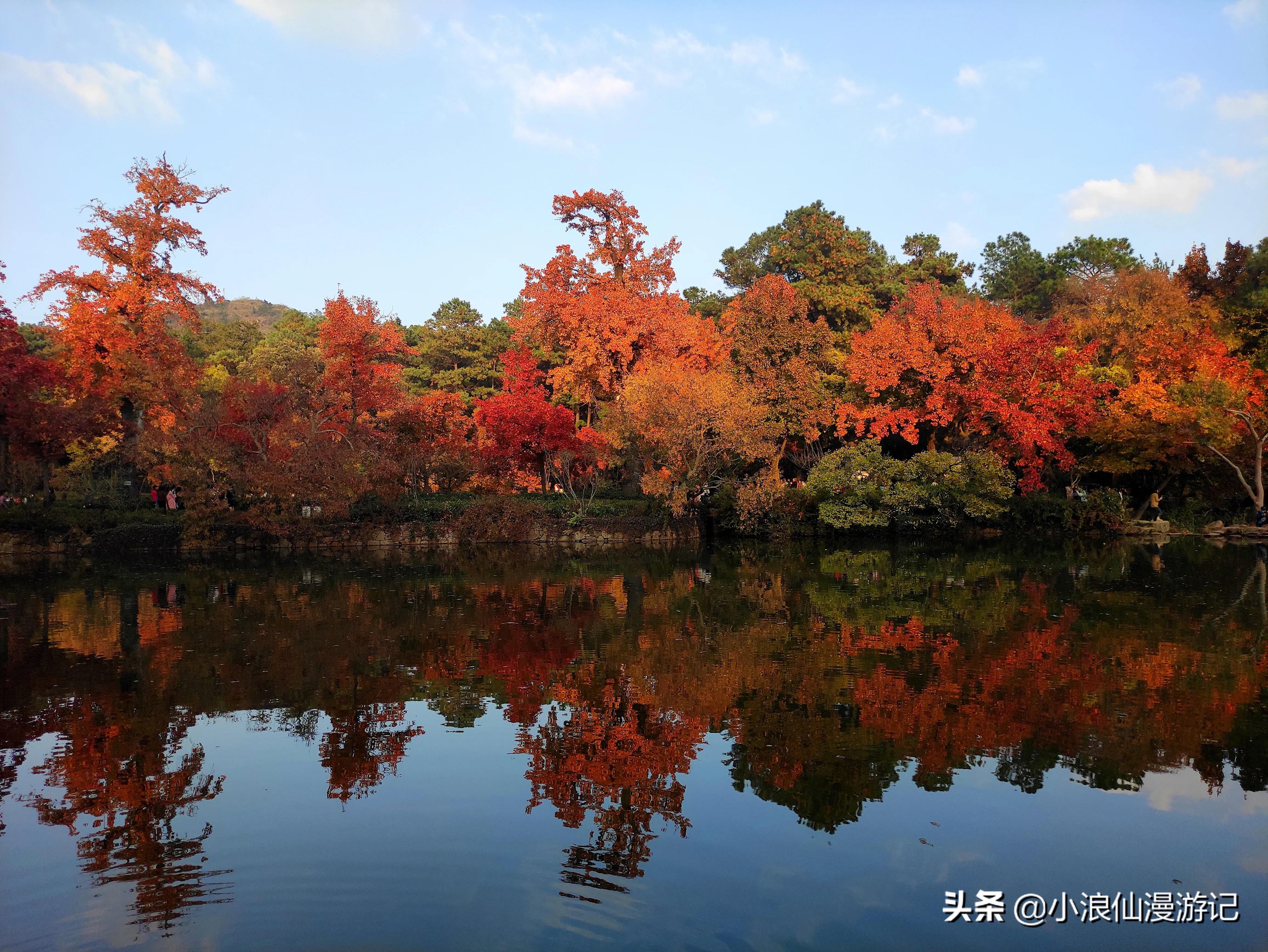 天平山红枫节图片
