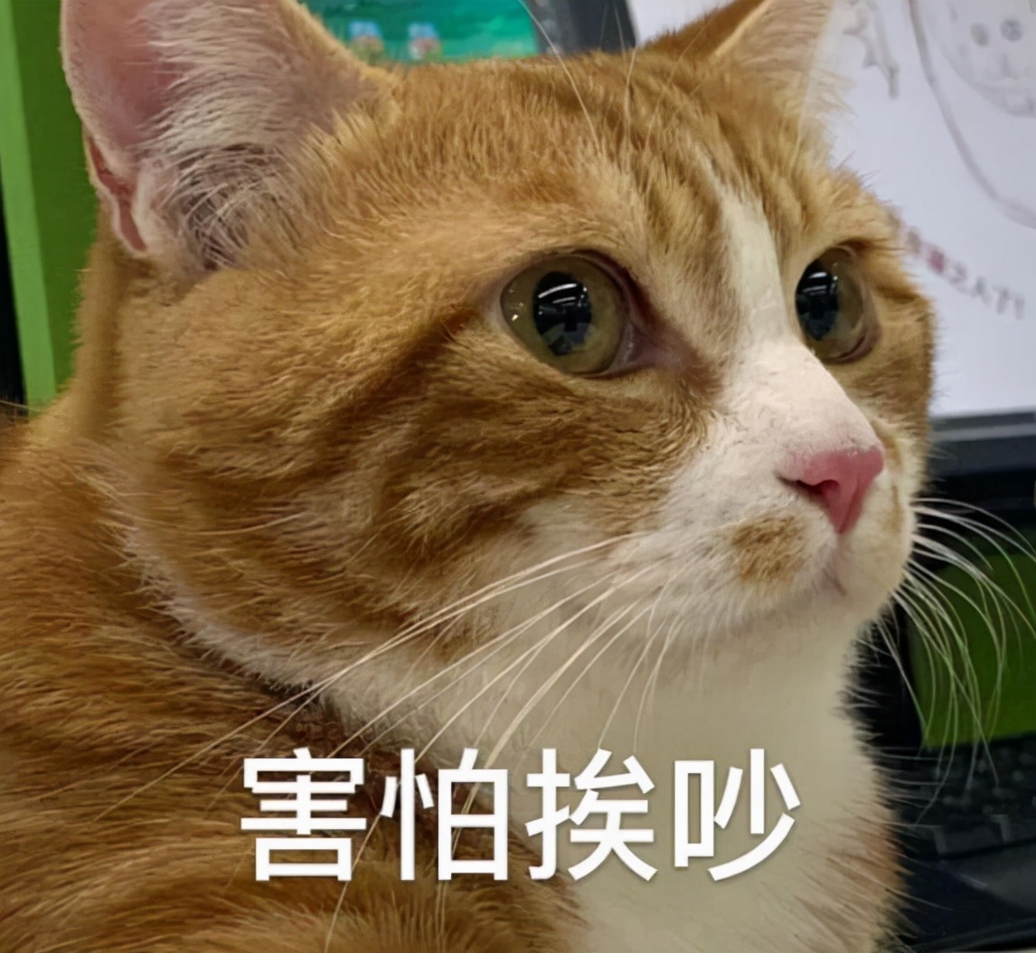 贱名真的好养活？盘点给猫咪起名的5种奇葩方式