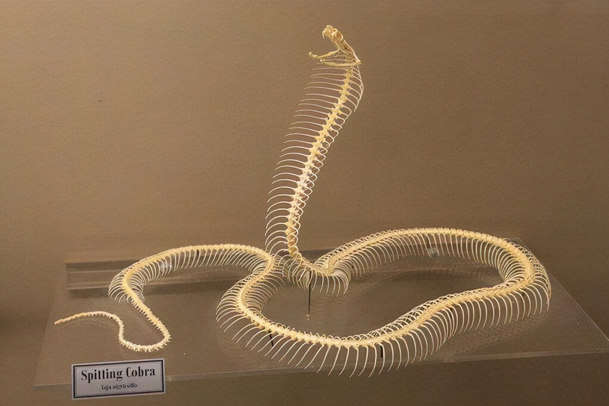 蛇有骨头吗(1分钟带你了解关于蛇的知识)