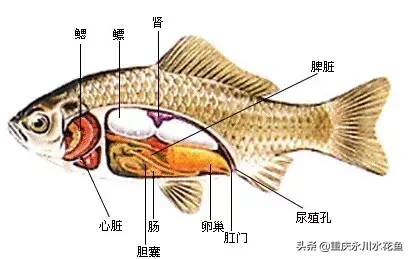 鱼的结构示意图（图文讲解之鱼的形态结构）