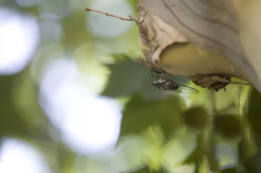 神奇动物在哪里？这些大工校园里的神奇动物你们见过哪些呢？