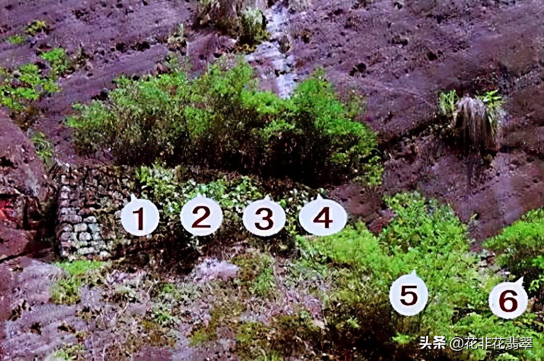 “茶王”大红袍母树仅存6株，生在“烂石”上，一斤茶价值500万元