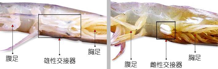 虾的品种有哪几种（如何辨别虾的类别种类）