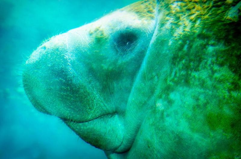 儒艮怎么读什么意思儒艮是什么动物