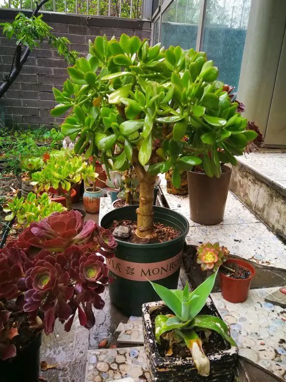 “寿命长”的11种花,好养寓意好,越养越值钱