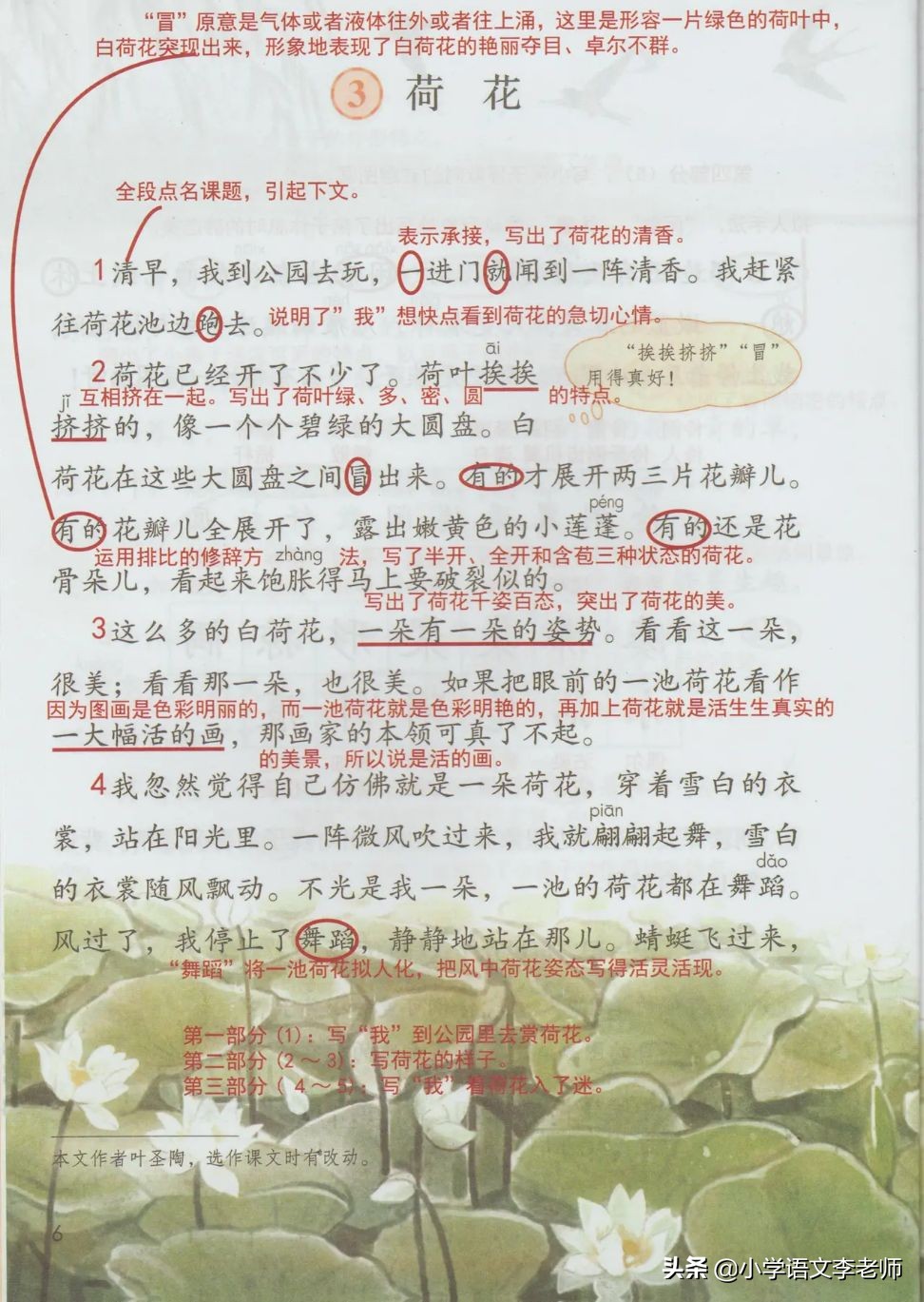 三年级语文下册《荷花》课文解析，还有课堂笔记总结
