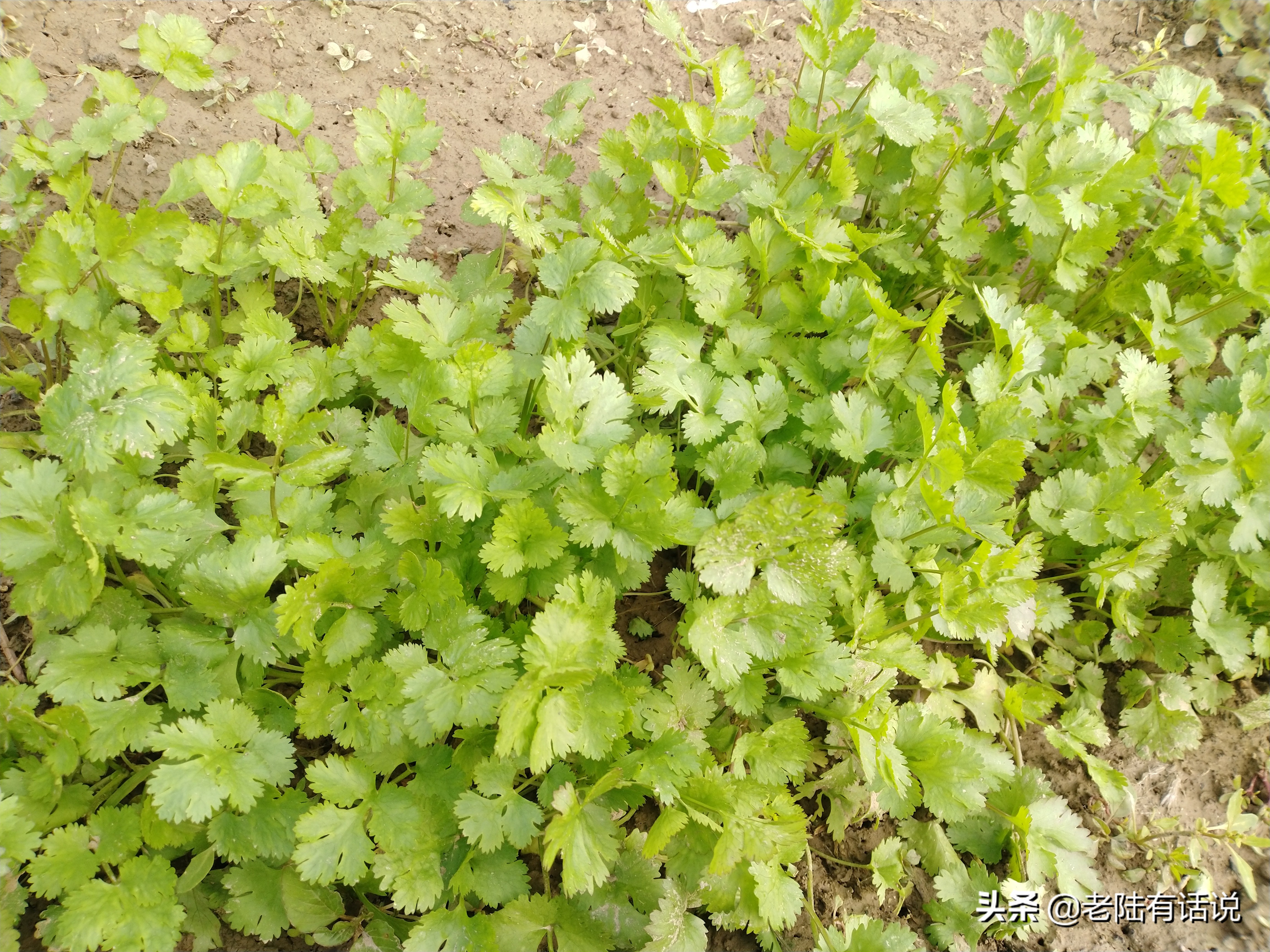 我的城市小菜园，我的田园之梦，金秋收获绿色食品