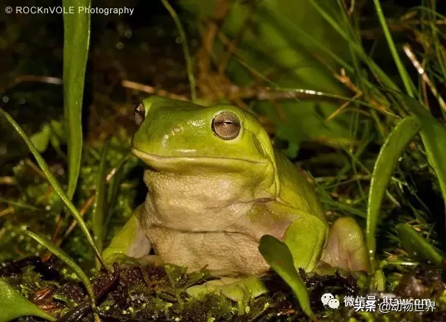 老爷树蛙(最“老态龙钟”的蛙类-老爷树蛙)