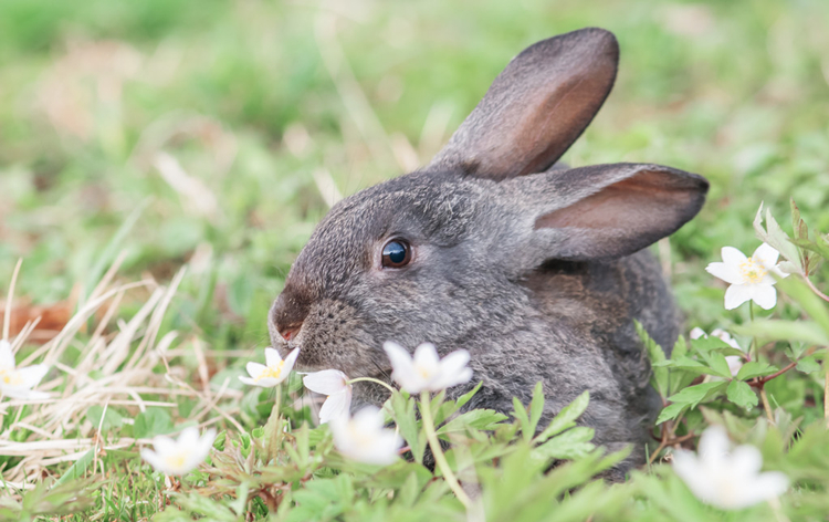 兔子肠胃炎有什么症状，兔子胃肠炎发病原因