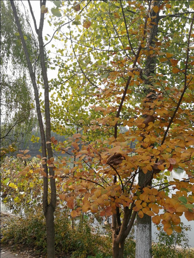 这里不仅有大树、高楼，更有大师——带你参观南京大学仙林校区