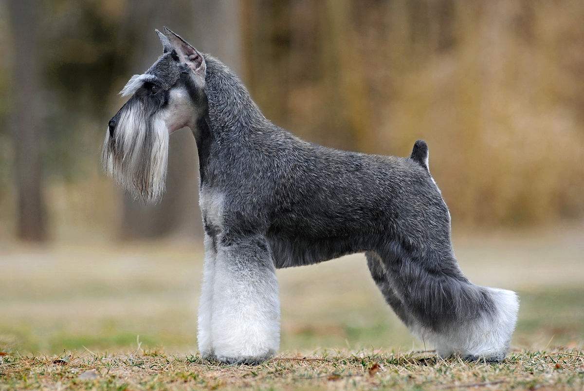 这六种小型犬最适合父母养，身体素质好不爱生病，还会哄老人开心