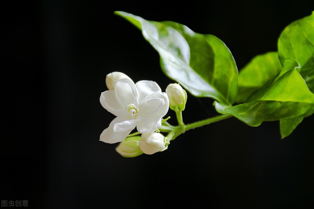 茉莉花有毒吗（20种常见的安全花无毒无害很安全）