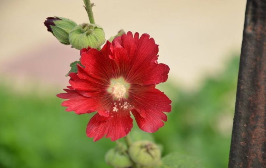 「诗词鉴赏」蜀葵花开 盛艳天地—古诗词里的蜀葵花