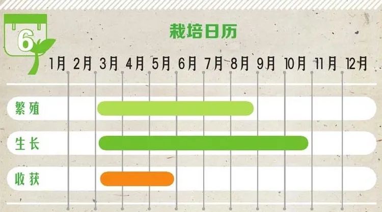 薰衣草种子（芳香四溢的薰衣草阳台上的种植方法）