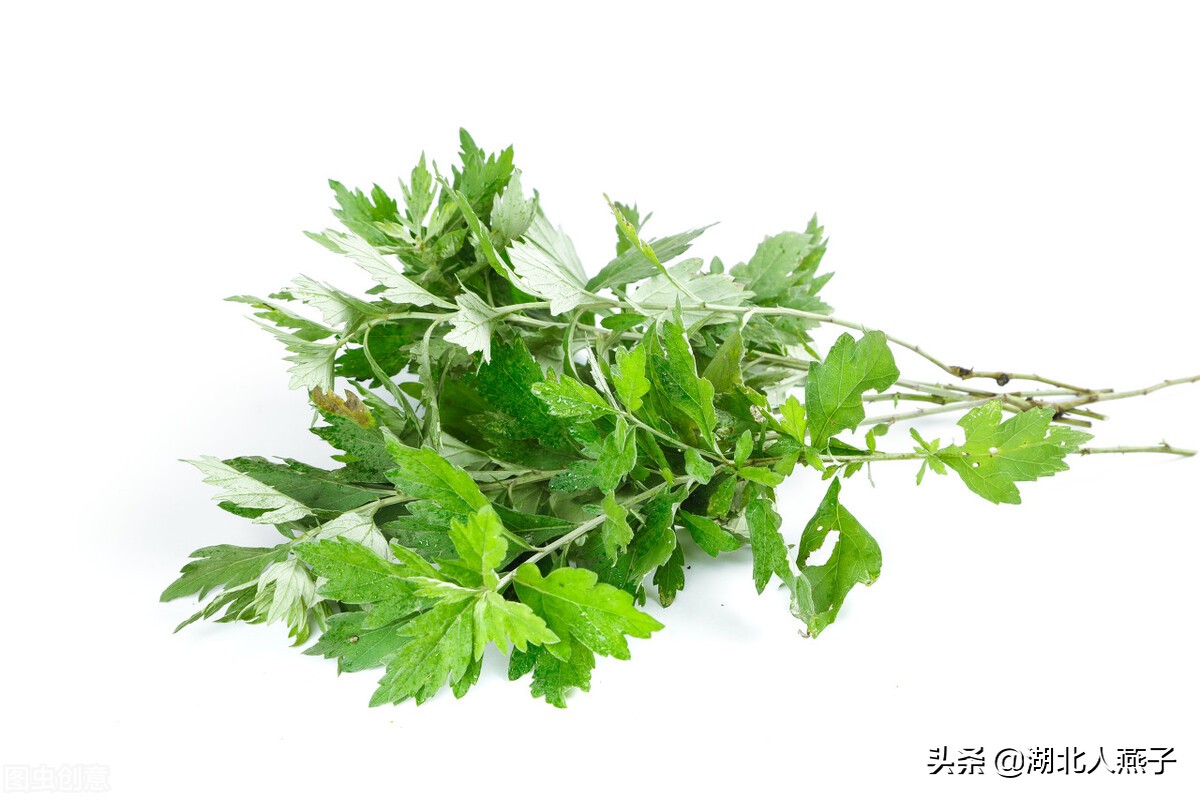 39种野菜图片，教你认识不同的野菜和吃法，你想要的野菜这里都有