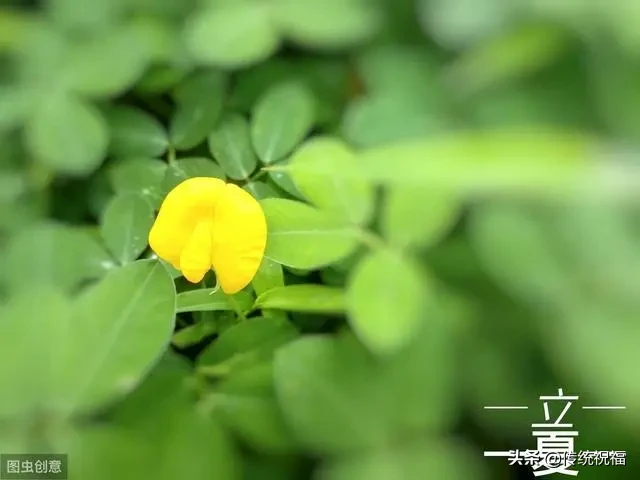 今日立夏句子，2020年立夏祝福语大全，高清立夏图片说说