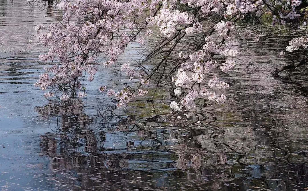 林清玄：一朝春尽红颜老