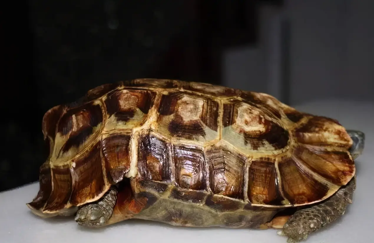 乌龟的种类图片及名称（乌龟的品种图片）