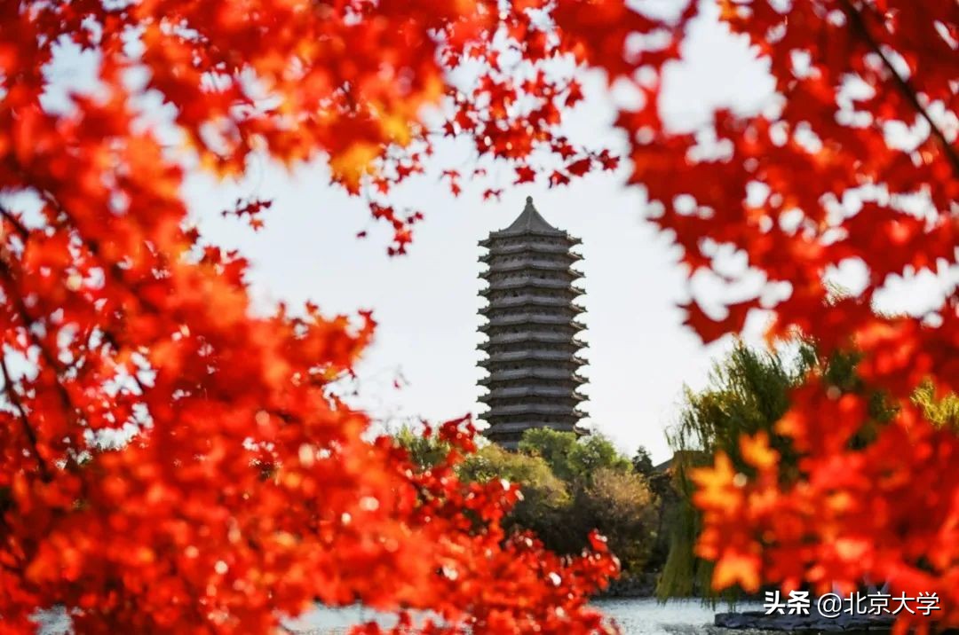 独家限定！北大赏秋地图来了