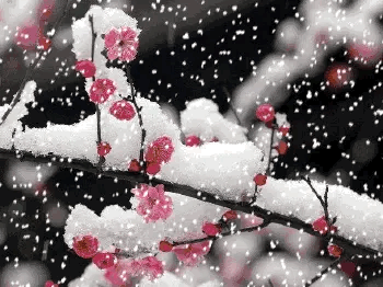 冬日里共赏气势磅礴的杰作，毛泽东的《沁园春·雪》