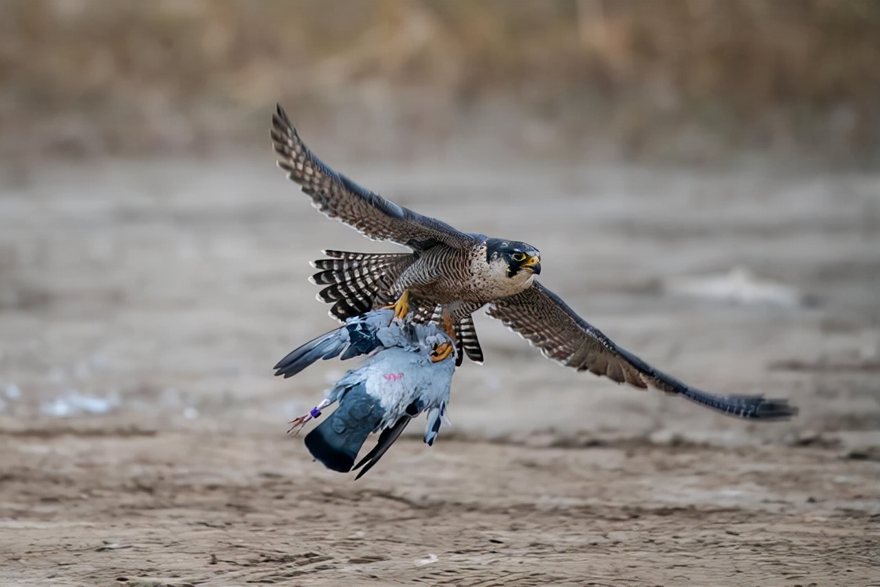 速度是猎豹3倍,俯冲起来比高铁还快,游隼不愧是"空中战斗机"
