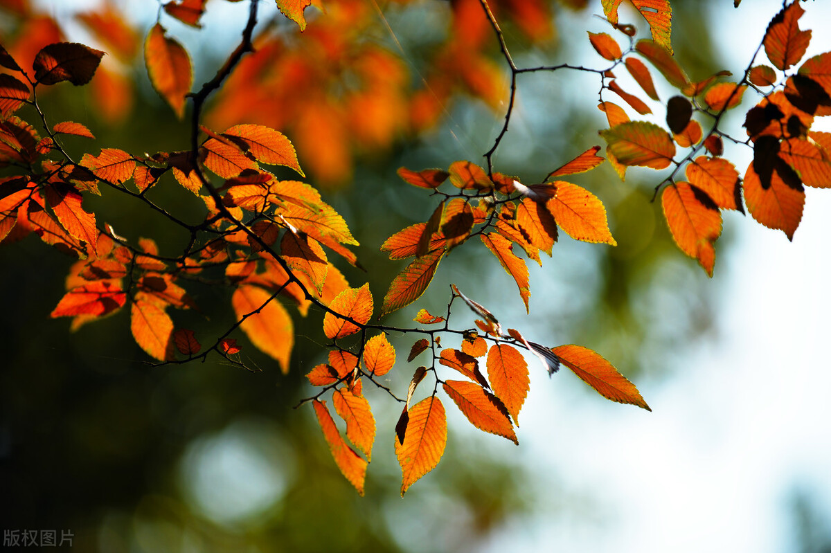 关于写秋景抒情的散文作文
