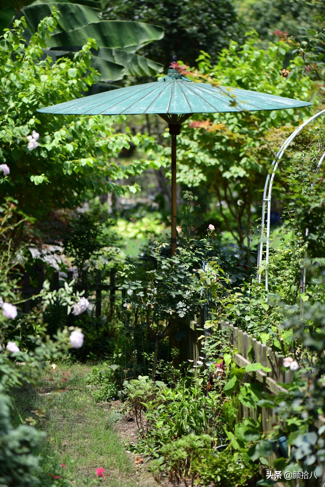夏天花园该有的样子 |园丁