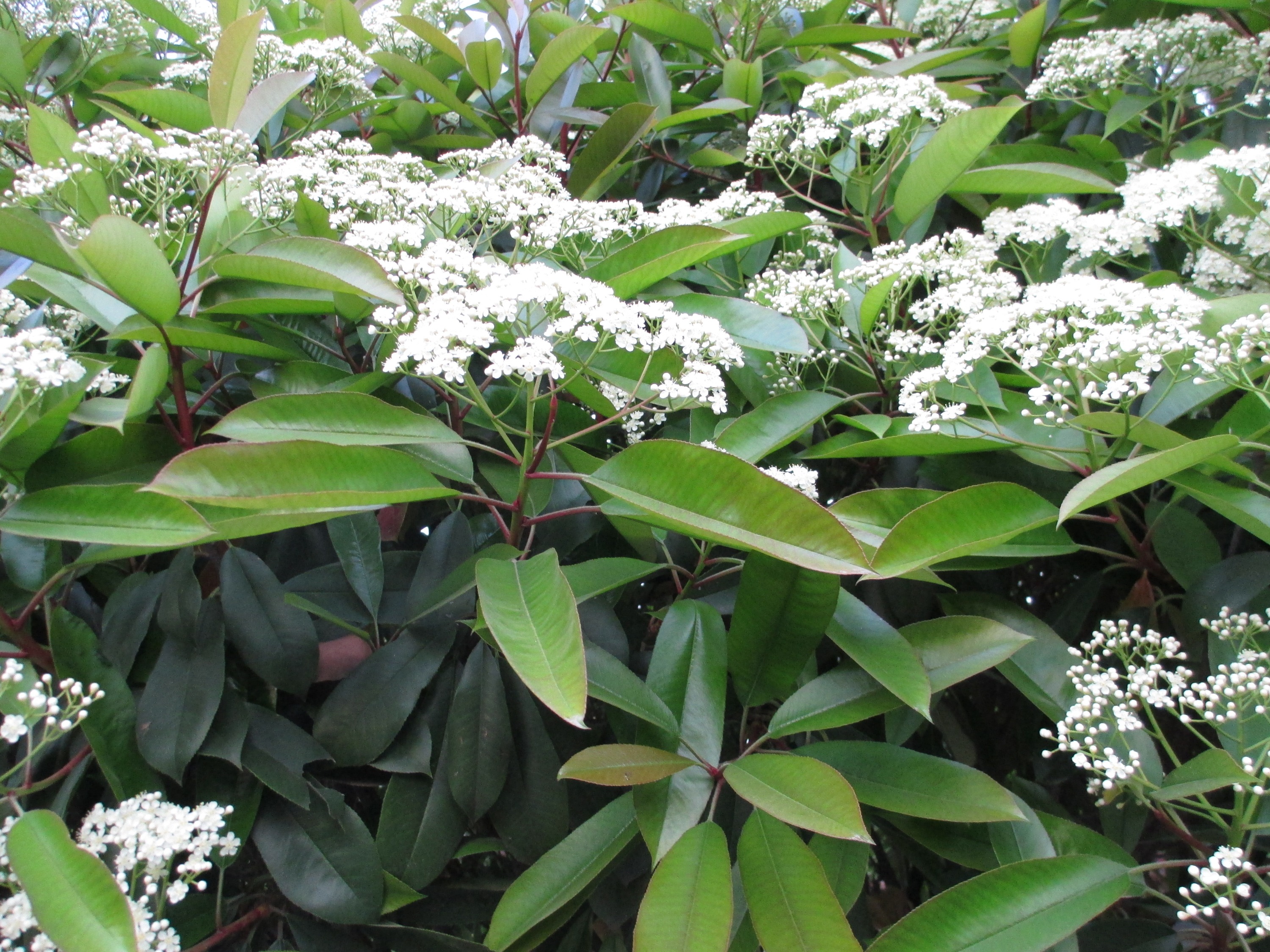 开花有生命味道的石楠花,为什么被绿化者青睐,4个原因算是解释