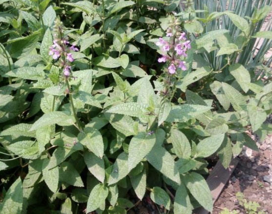 田地里的“1种草”,根茎像“虫子”,殊不知是“地蚕”,珍贵