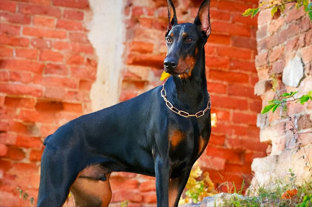 世界上被多国明令禁养的6大凶猛犬种，加纳利犬堪称“杀人犬”