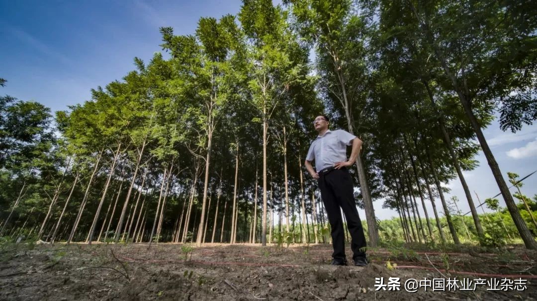 泓森槐：速生硬材的“绿色奇迹