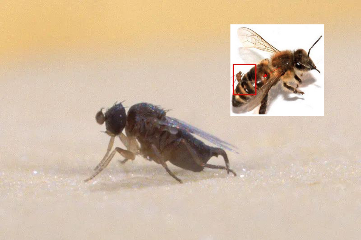 铁线虫天敌蚂蚁图片