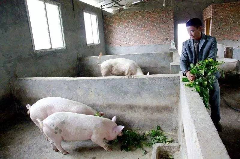 “养猪场”招人，研究生年薪18万起，网友：想养猪都不配？