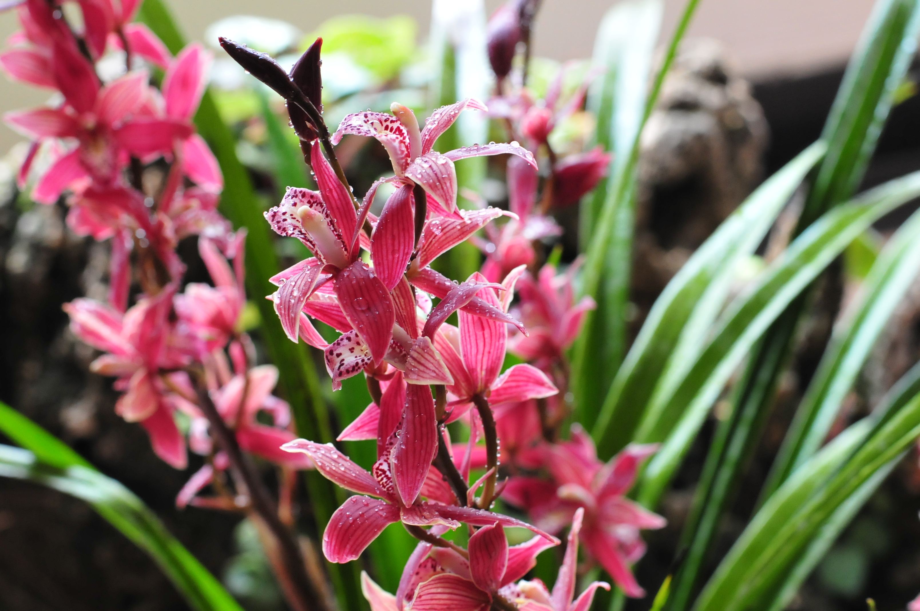 花中君子 | 100种名贵兰花图鉴