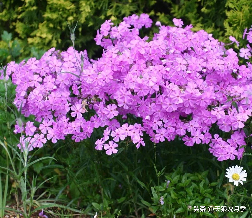 福禄考花期（5种草花适合在月季底部生长）