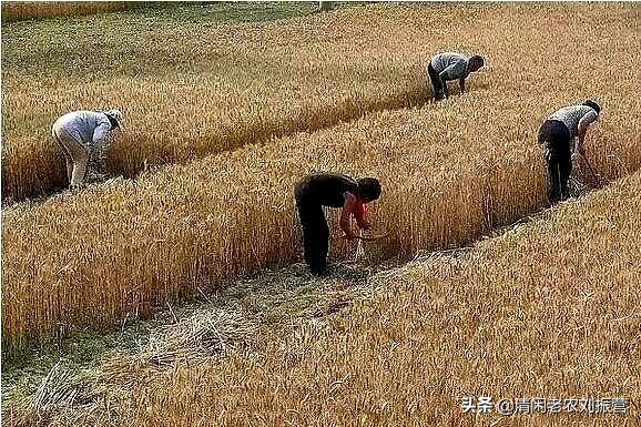 跨區(qū)機收是我國農機化一道永遠亮麗的風景