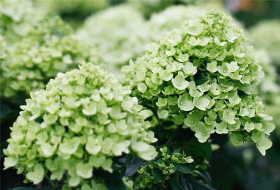 绣球花品种名大全,77种绣球图鉴,欢迎花友们来补充