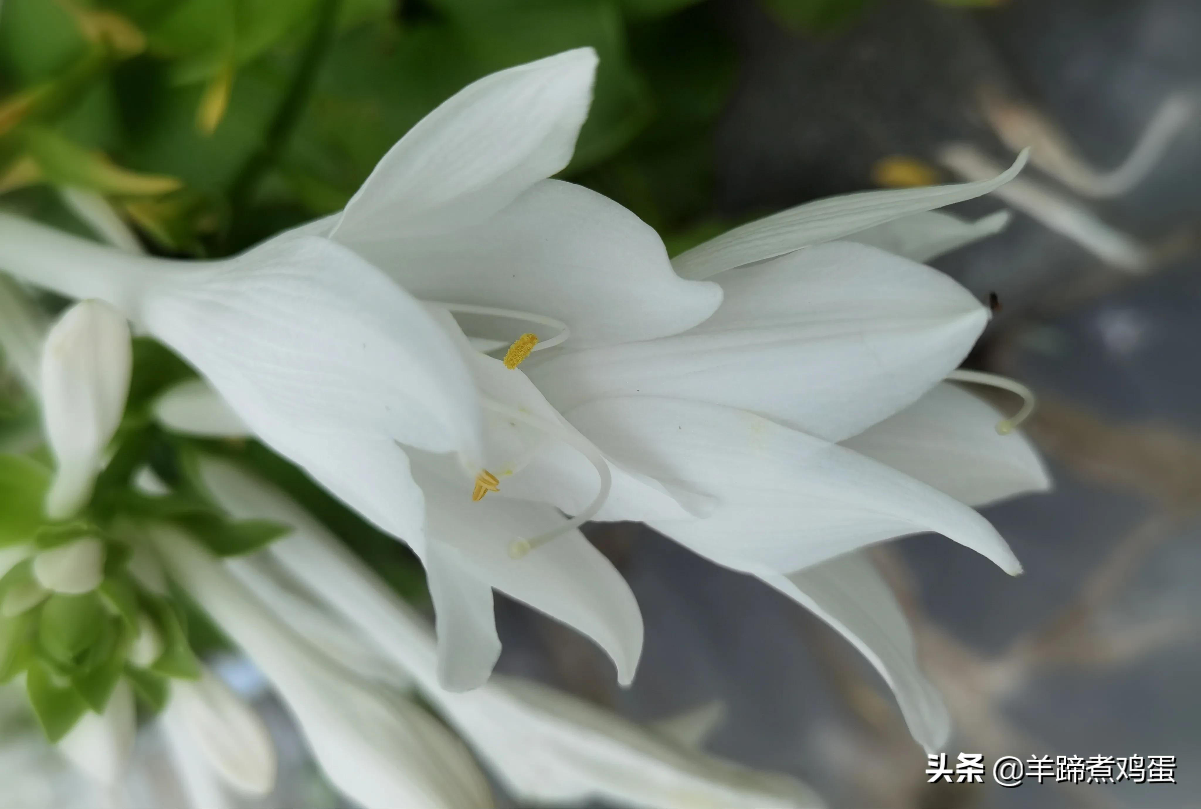 淫雨唤云行日隐耀霞红--雨后北京云空的美丽身影留下霞浓