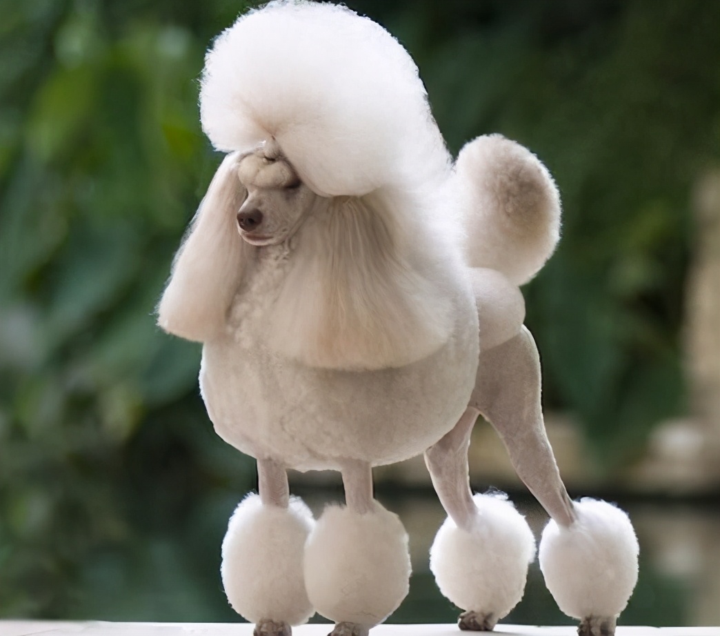 贵宾犬饲养指南,建议收藏