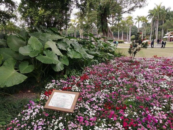 南湖公园这些风铃花果真是：一朵风铃绿叶间，飘飘然间露芳颜