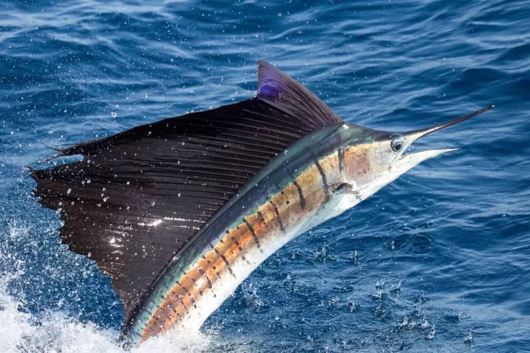 从米粒般暴长一万倍,刺穿潜艇敢和人类硬刚,旗鱼为何如此蛮横?